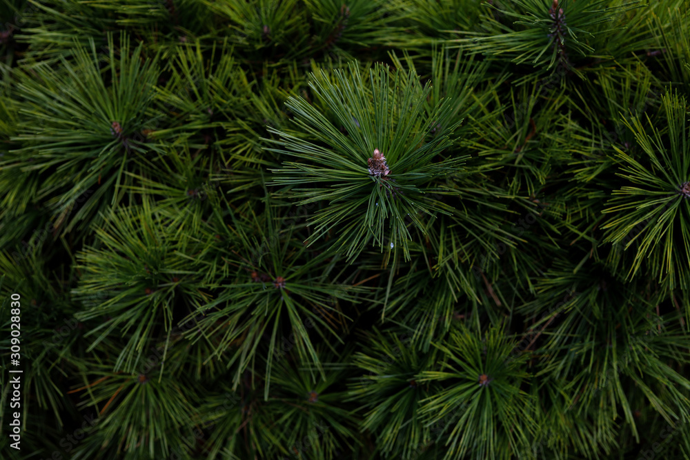 300-year old pine in Hamarikyu Gardens v1