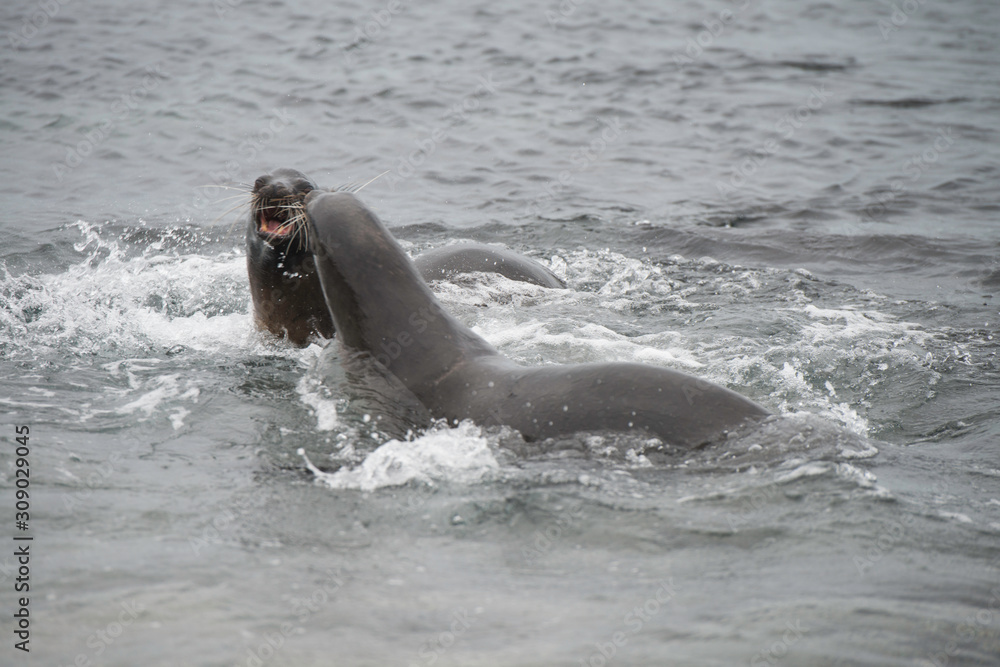 Obraz premium Galapagos Islands Wildlife Landscapes