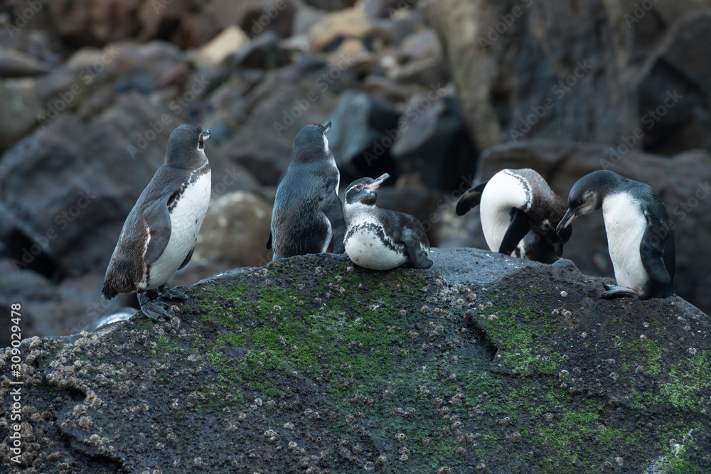 Fototapeta premium Galapagos Islands Wildlife Landscapes
