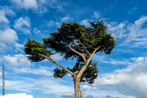 SIngle cyprtess tree on a blue sky