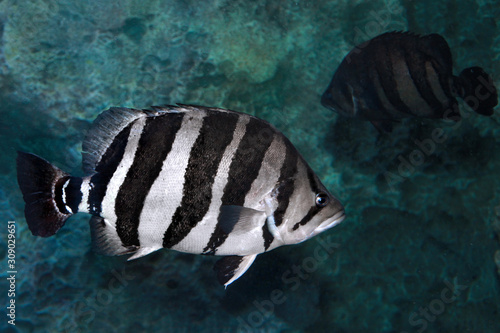 Datnioides microlepis or Indonesian tigerfish