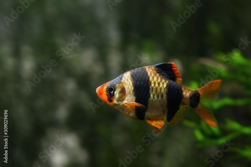funny and curious male of tiger barb, Puntigrus tetrazona, popular and easy to keep ornamental tropical cyprinid fish from Sumatra in nature planted aquarium