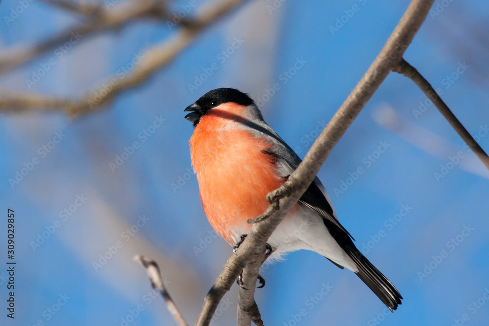 Eurasian bullfinch pyrrhula pyrrhula male sitting on branch of tree. Cute bright red wintering bird in wildlife. Eurasian bullfinch pyrrhula pyrrhula male sitting on branch of tree. Cute bright red wintering bird in wildlife.