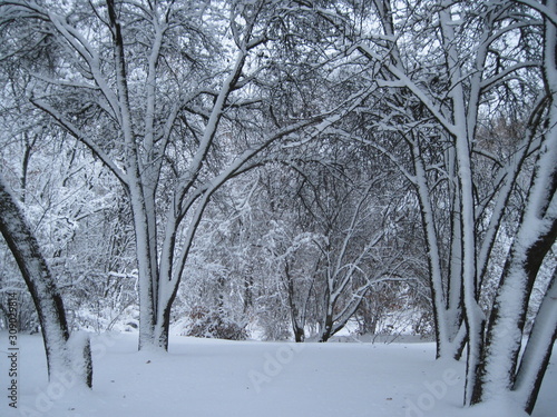 winter trees in the snow © Liudmyla Leshchynets