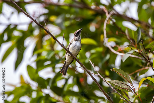 Bird photographed in Cariacica, Espirito Santo. Southeast of Brazil. Atlantic Forest Biome. Picture made in 2014. © Leonardo