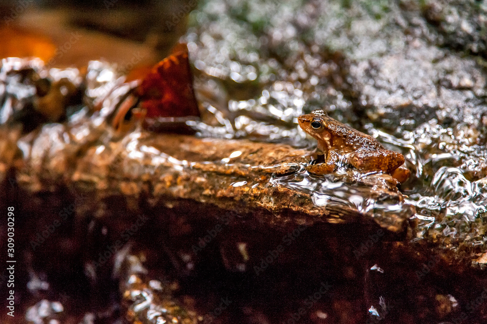 True frog photographed in Cariacica, Espirito Santo. Southeast of Brazil. Atlantic Forest Biome. Picture made in 2014. True frog photographed in Cariacica, Espirito Santo. Southeast of Brazil. Atlantic Forest Biome. Picture made in 2014.