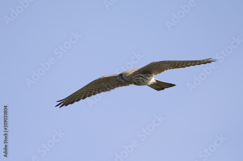 A common kestrel hovering in the sky hunting for mice with no clouds in the sky. 