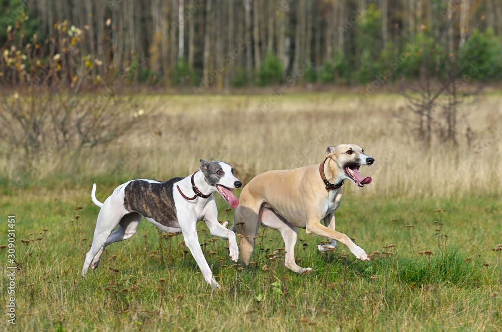 Coursing dogs