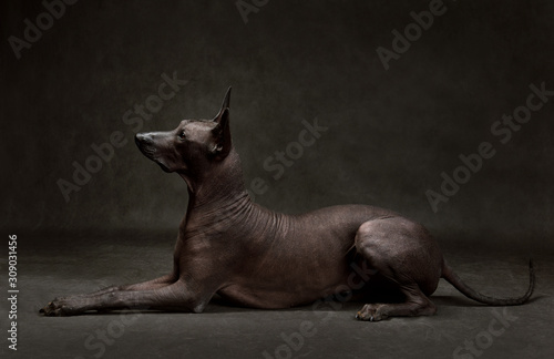 Canvas Print Xoloitzcuintli or Mexican Hairless Dog