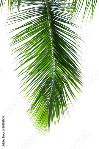The coconut palm leaves isolated on white background.