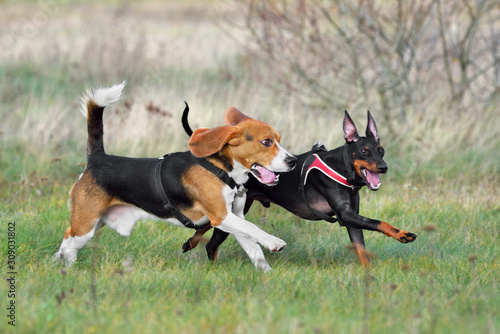 Fotografija Two coursing dog catching a lure