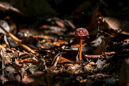 Mushroom photographed in Linhares and Sooretama, Espirito Santo. Southeast of Brazil. Atlantic Forest Biome. Picture made in 2014. photo