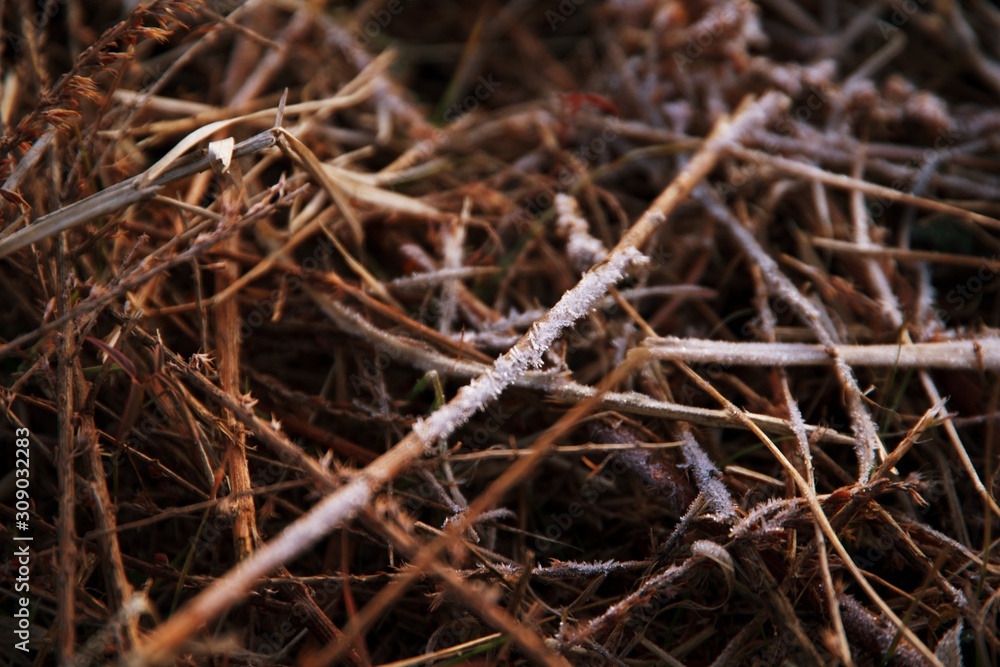Close up on blade of grass with frost on them. Close up on blade of grass with frost on them.