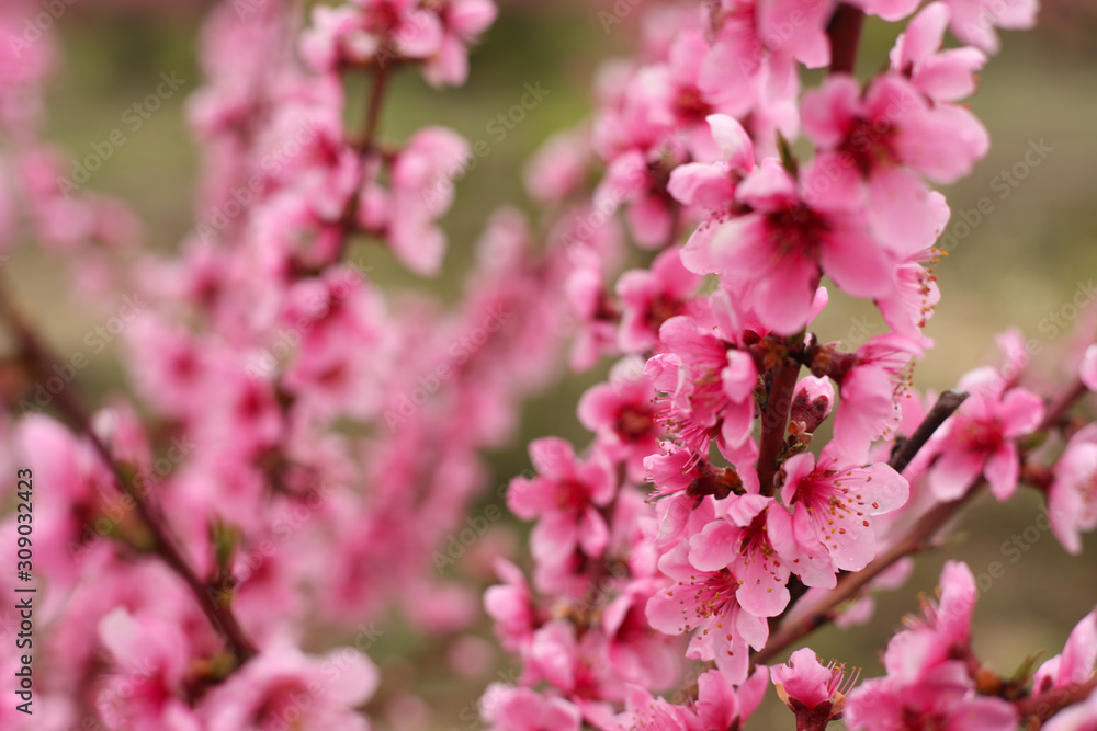 Peach garden with flowering trees.Spring. Beautiful peach flowers Peach garden with flowering trees.Spring. Beautiful peach flowers