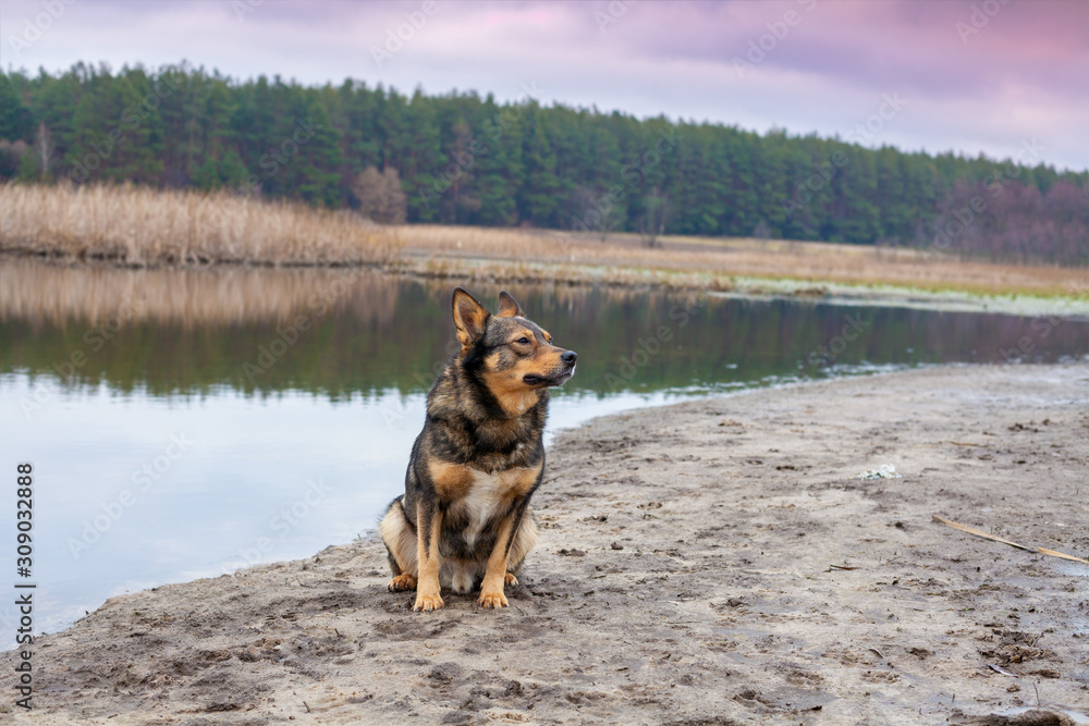 Portrait of a dog outdoors. Wolfdog sitting on the riverbank in autumn