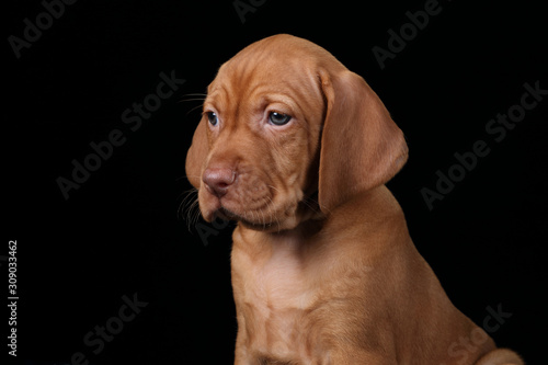 Cute Puppy Vizsla on black background