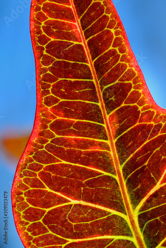 Underside of a backlit variegated Croton with red leaf and yellow viens against a blue sky photo