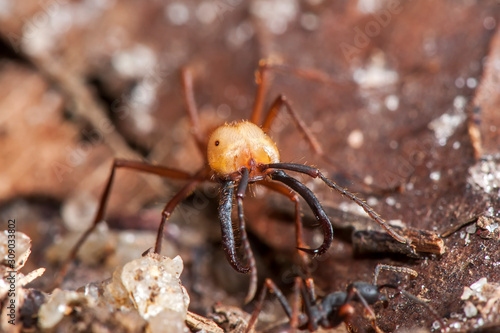 Army ant photographed in Linhares, Espirito Santo. Southeast Brazil. Atlantic Forest Biome. Registration made in 2014. © Leonardo