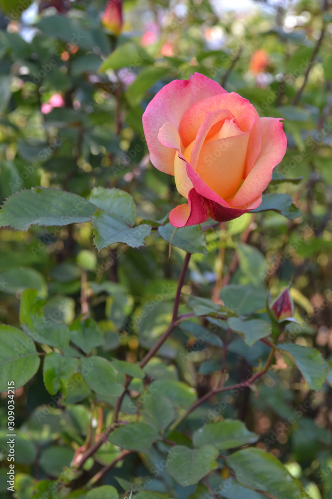 ピンク・黄色のバラの花背景 ピンク・黄色のバラの花背景