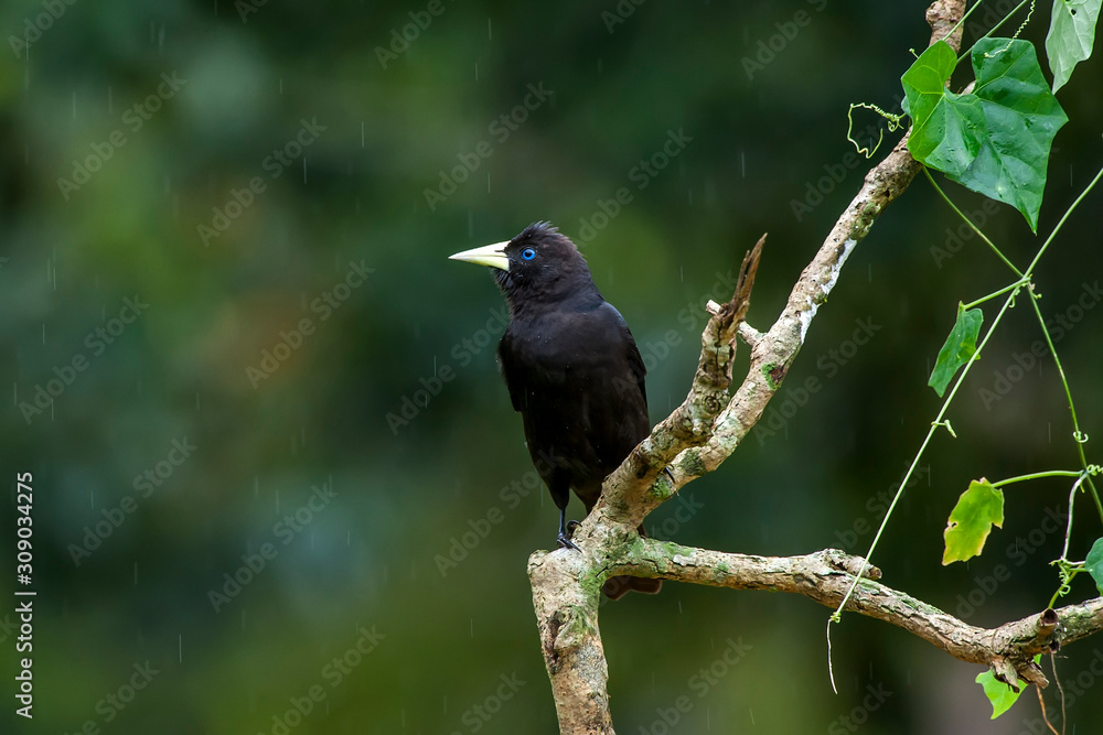 Bird photographed in Linhares, Espirito Santo. Southeast of Brazil. Atlantic Forest Biome. Picture made in 2014. Bird photographed in Linhares, Espirito Santo. Southeast of Brazil. Atlantic Forest Biome. Picture made in 2014.