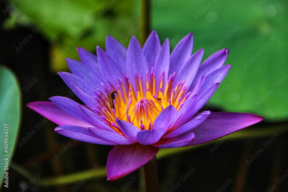 Lotus spread its beauty and essence depicts peaceful environment Lotus spread its beauty and essence depicts peaceful environment