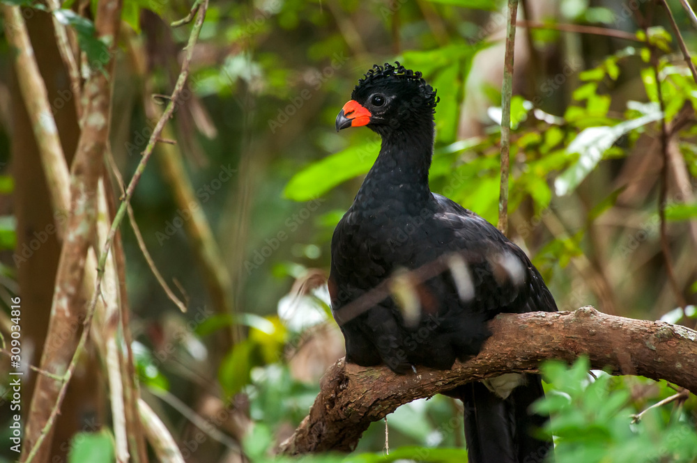 Fototapeta premium Bird photographed in Linhares, Espirito Santo. Southeast of Brazil. Atlantic Forest Biome. Picture made in 2014.