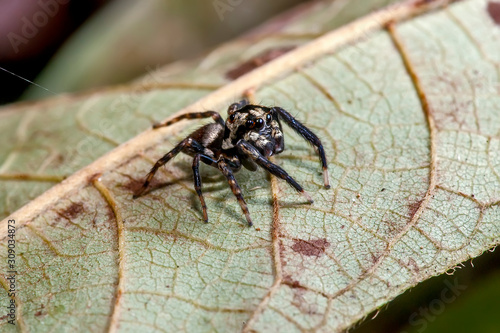 Jumping spider photographed in Linhares, Espirito Santo. Southeast of Brazil. Atlantic Forest Biome. Picture made in 2014.