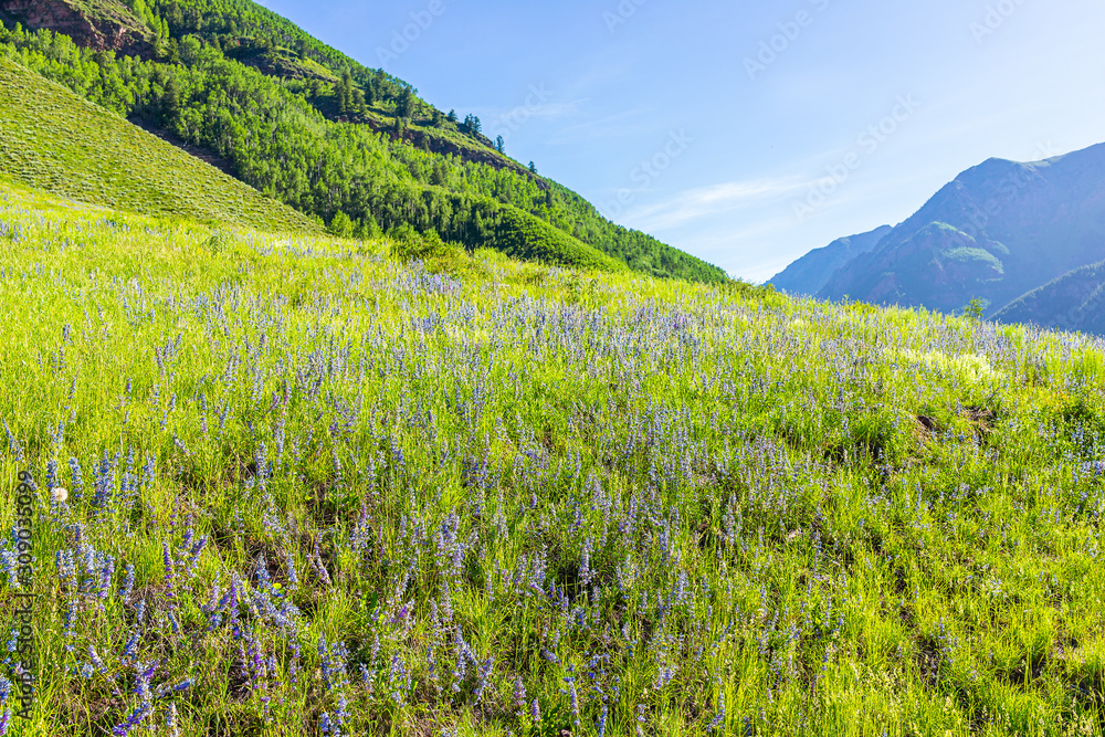 Obraz premium Meadow field of many blue purple lupine flowers wildflowers in Maroon Bells area in Aspen, Colorado