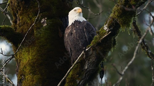 bald eagle in a tree looking for prey
