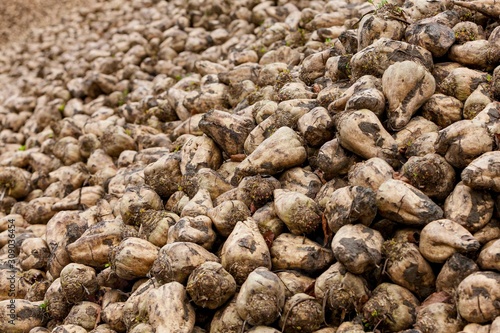 heep of fresh digged sugar beets