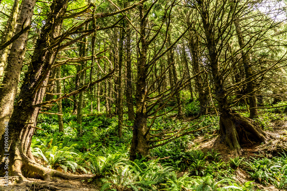 FOREST FOREST
