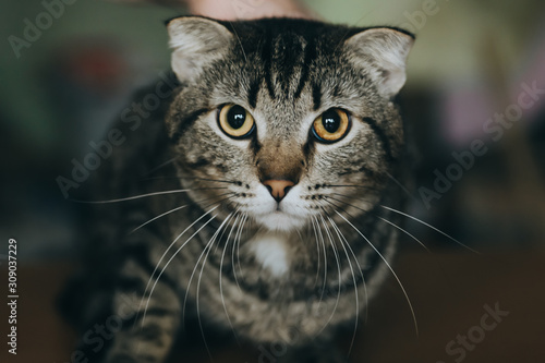 A lop-eared striped beautiful cat with a long mustache and red eyes looks into the camera close-up.