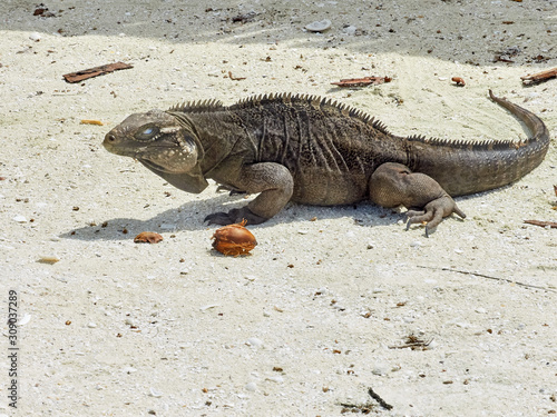 iguana on the beach - 7