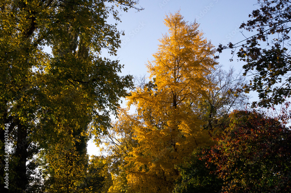 Tall tree with yellow leaves