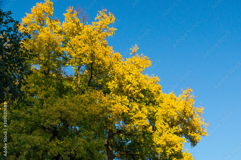Close up shot of a yellow foliage