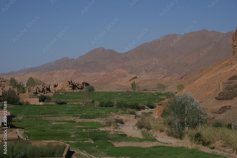 Fototapeta premium oasis en el desierto