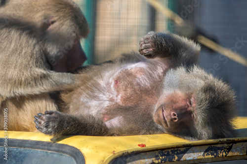 Baboon monkeys in a zoo on sunny day.