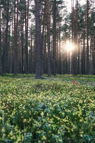 A forest in northern Germany with pines