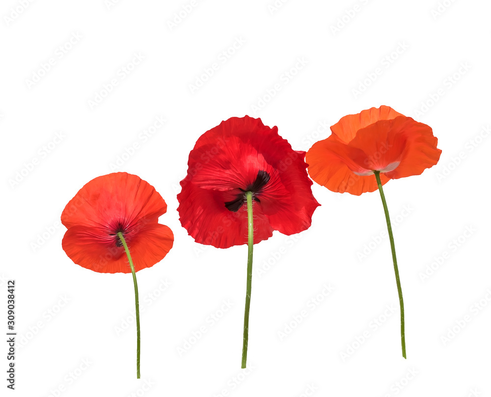 Obraz premium natural with three beautiful bright poppy flowers in different shades of red and scarlet bottom view on a white isolated background