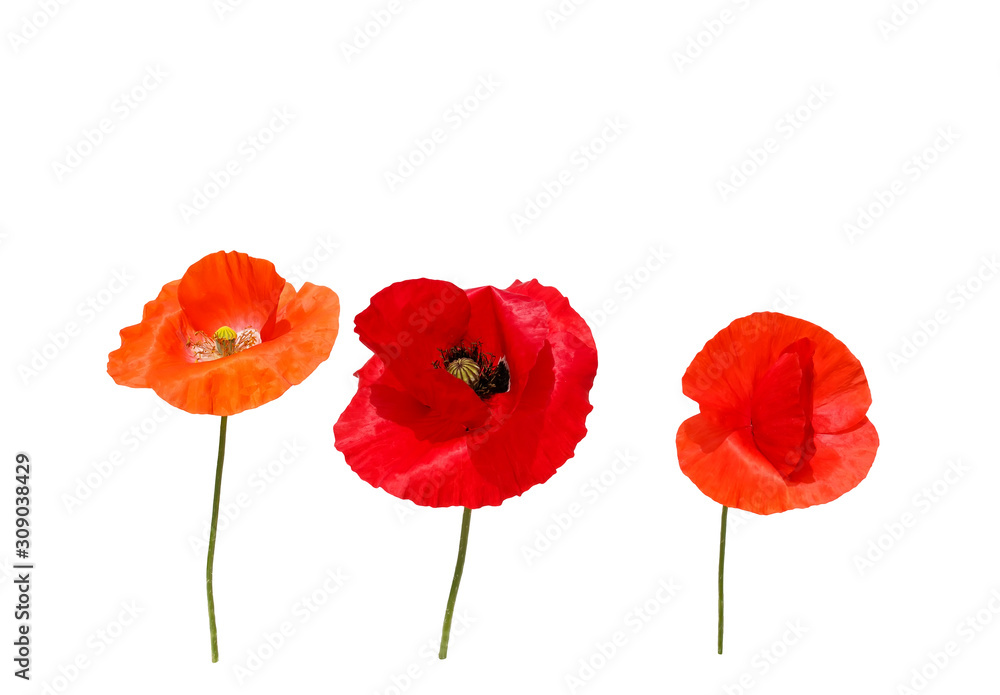 Obraz premium natural background with three beautiful bright red poppy flowers in different shades of red and scarlet on a white isolated