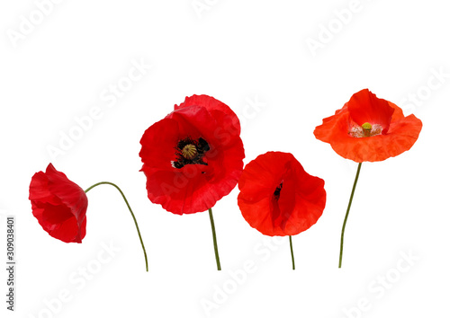natural background with four beautiful bright red poppy flowers in different shades of red and scarlet on a white isolated
