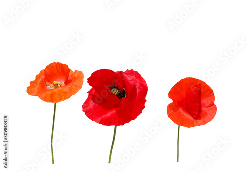 natural background with three beautiful bright red poppy flowers in different shades of red and scarlet on a white isolated