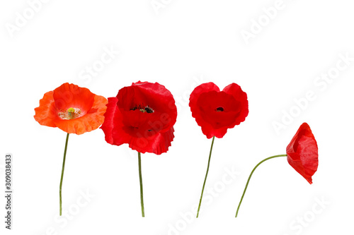 natural  with four beautiful bright red poppy flowers in different shades of ...