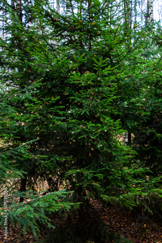 Fototapeta Naklejka Na Ścianę i Meble -  Autumn spruce in the forest