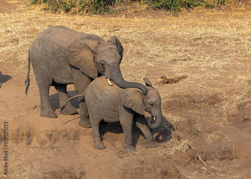 Elephant cow assisting and comforting a young elephant down a dusty steep slope in Kruger National Park