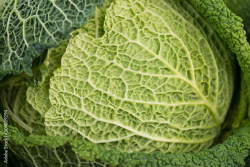Fresh green savoy cabbage