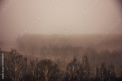 Gloomy fog over the forest
