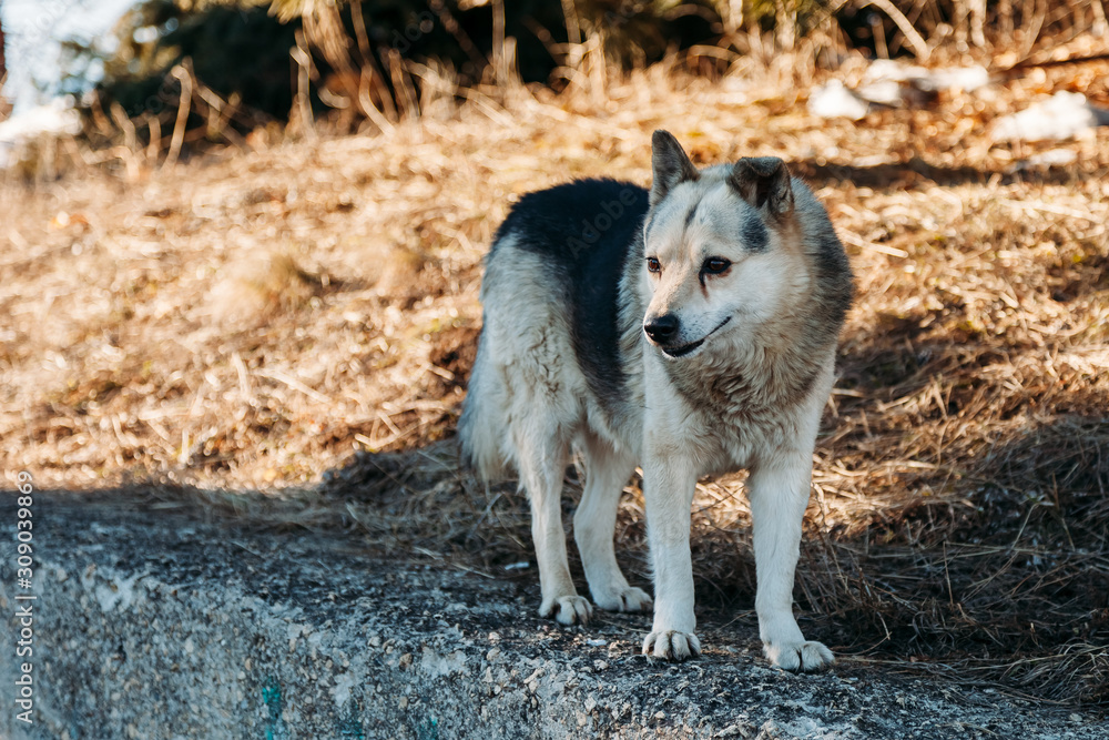 Obraz premium street dog