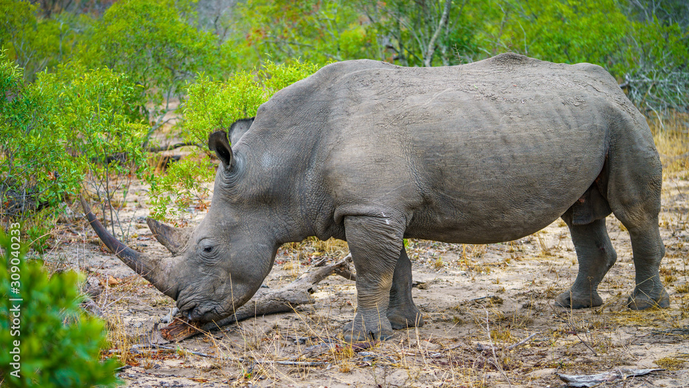 Naklejka premium white rhino in kruger national park, mpumalanga, south africa 30