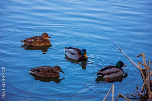 Ducks on the blue river photo